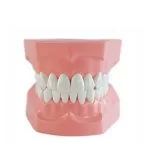 Model didactic educational cu periuta - imagine 3