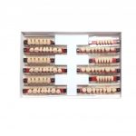 Garnituri de dinti acrilat set complet T1A3