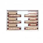 Garnituri de dinti acrilat set complet T1A3
