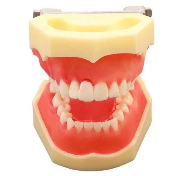 Model educational parodontologie UM-E1